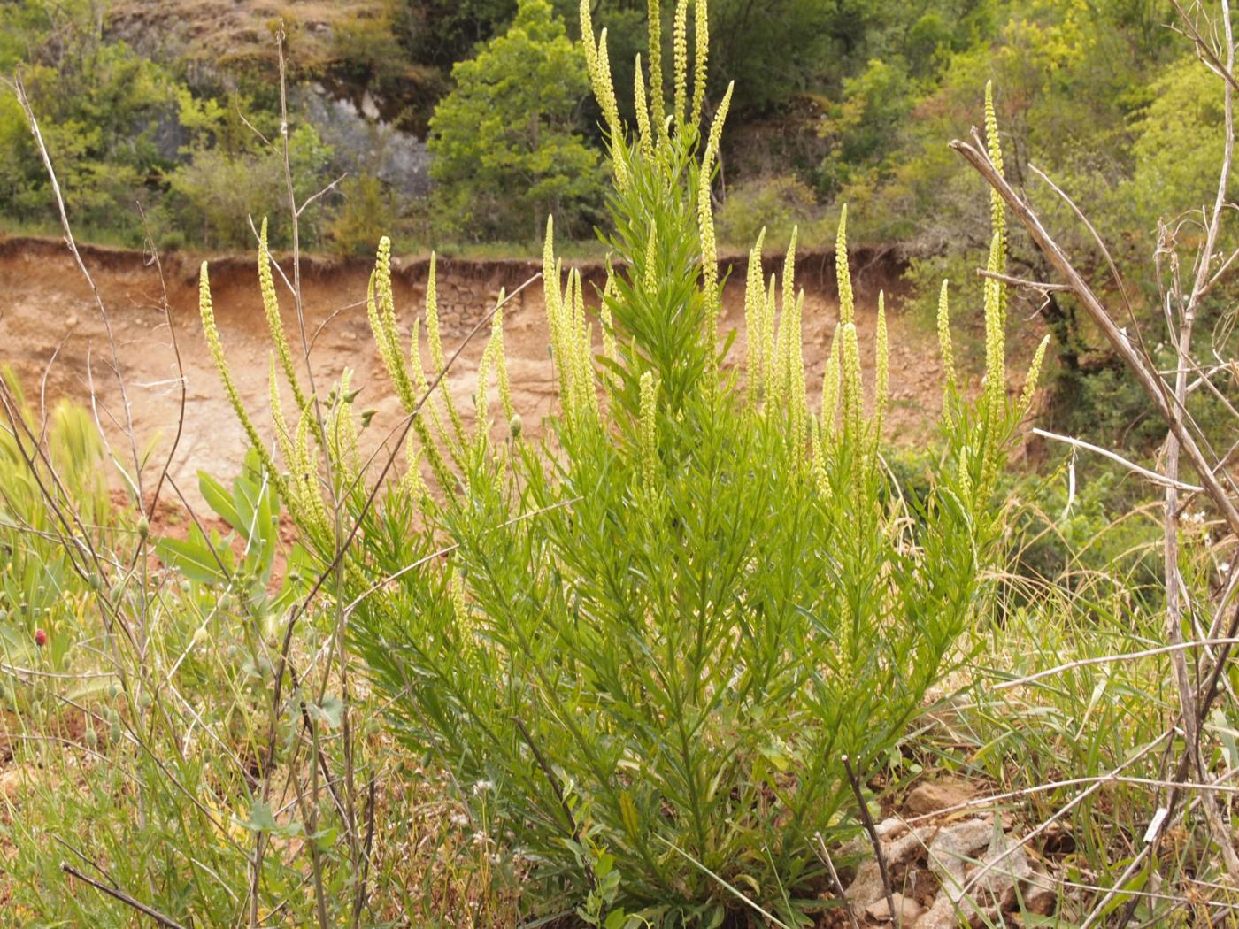 Dyer's Rocket, Weld plant